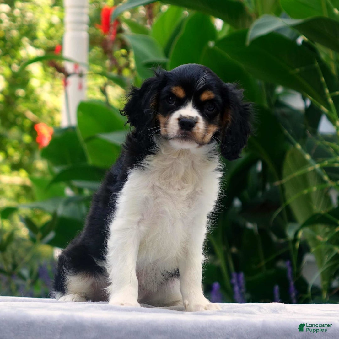 Cavachon dogs for sale: Anderson - Image 4