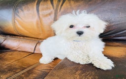 Maltese dogs for sale: Beau - Image 21