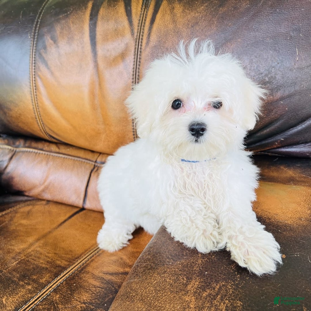Maltese dogs for sale: Beau - Image 21