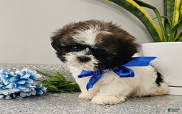 Shih Tzu dogs for sale: Charming Chase ❤️ - Image 8