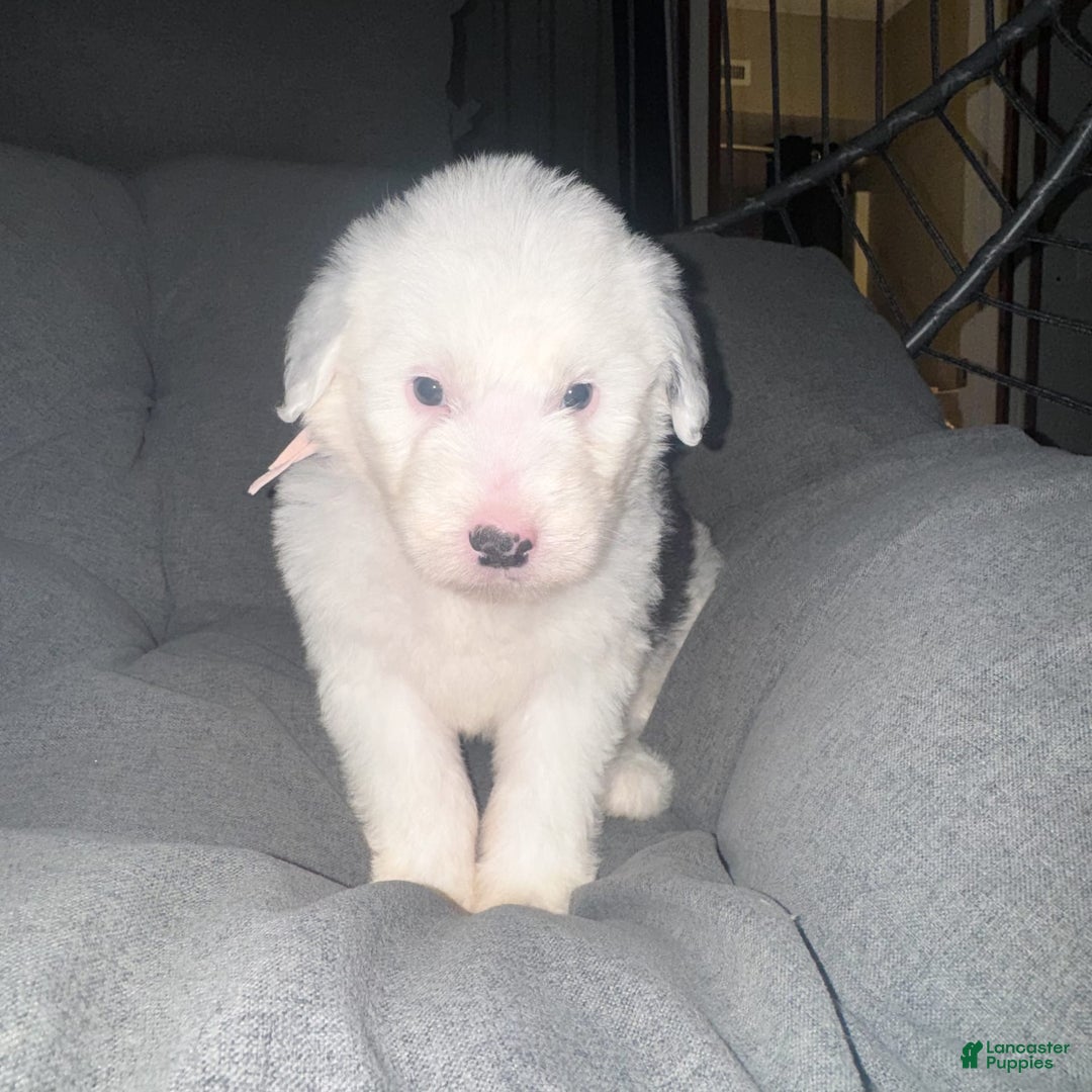 Old English Sheepdog dogs for sale: Iris - Image 2