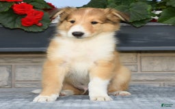 Collie dogs for sale: Paul - Image 1