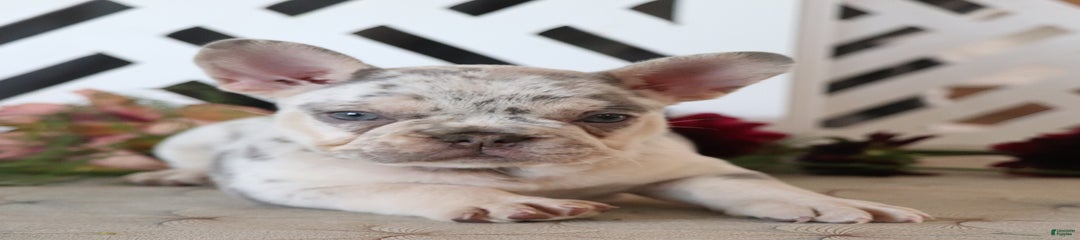 Kay