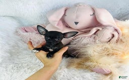 Maltese dogs for sale: Candice - Image 2