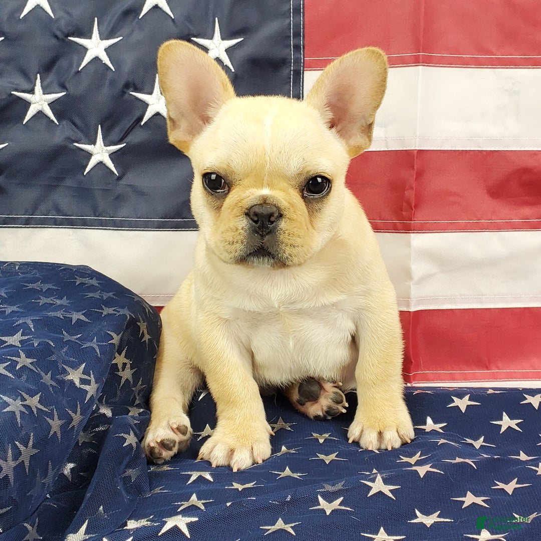 French Bulldog dogs for sale: Triumph - Image 1