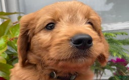 Goldendoodle dogs for sale: Andy - Image 17