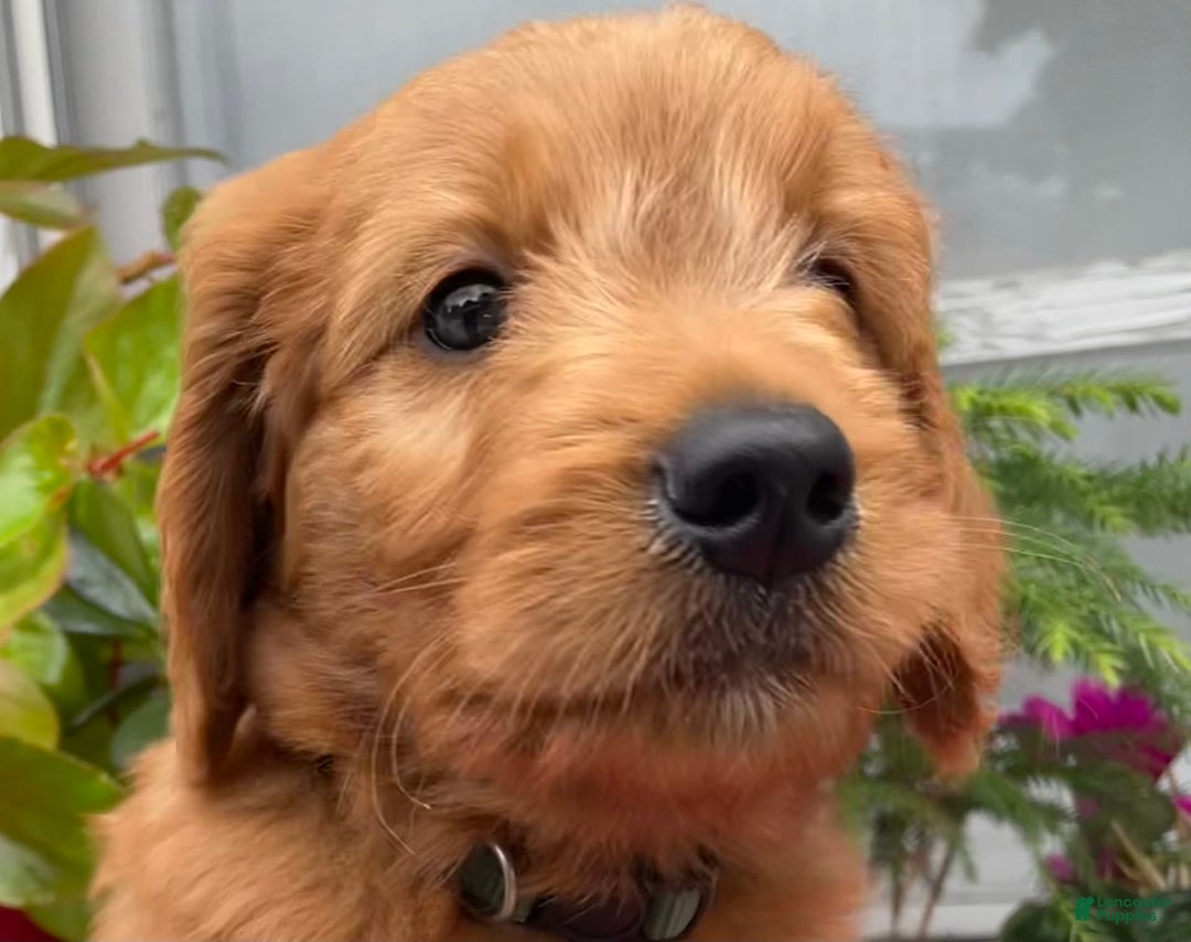Goldendoodle dogs for sale: Andy - Image 17