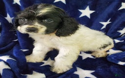 Cocker Spaniel dogs for sale: Nash - Image 16