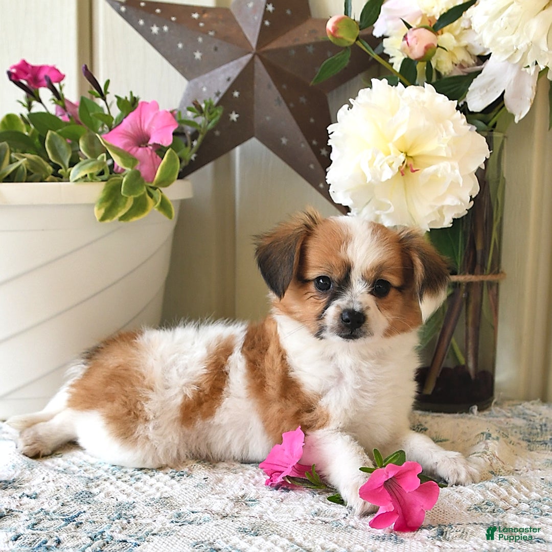 Papillon dogs for sale: Alex - Image 7