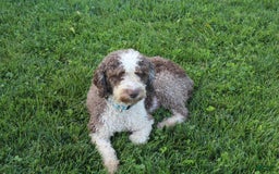 Spanish Water Dog dogs for sale: Oreo Cookie - Image 4