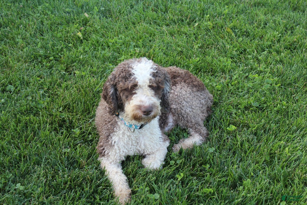 Spanish Water Dog dogs for sale: Oreo Cookie - Image 4