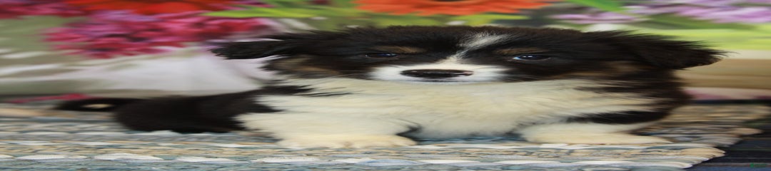 Hanna Fluffy