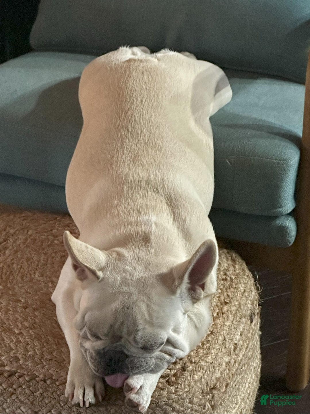 French Bulldog dogs for sale: Akc Fawn Black Mask - Image 18