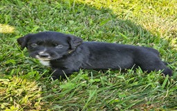 Bernese Mountain Dog dogs for sale: Bernese Mountain Dog 8 puppies - Image 5
