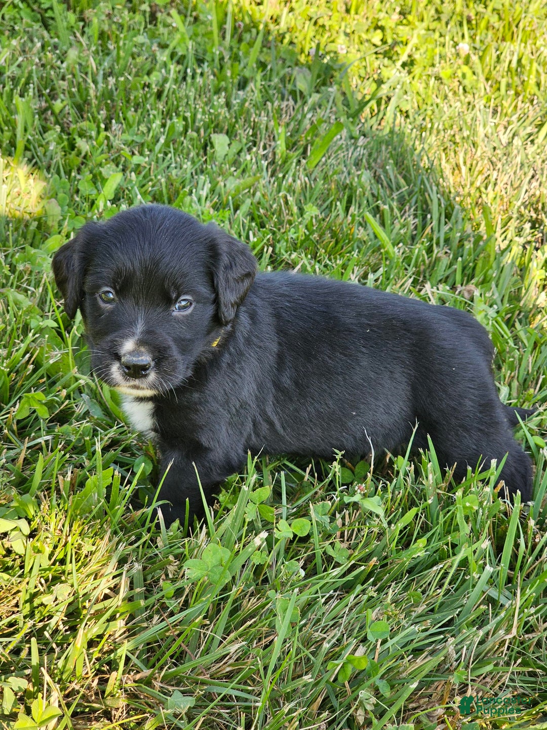 Bernese Mountain Dog dogs for sale: Bernese Mountain Dog 8 puppies - Image 5