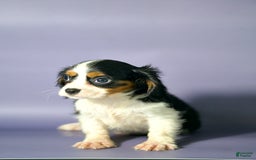 Cavalier King Charles Spaniel dogs for sale: Cavalier King Charles Spaniel 3 puppies - Image 3