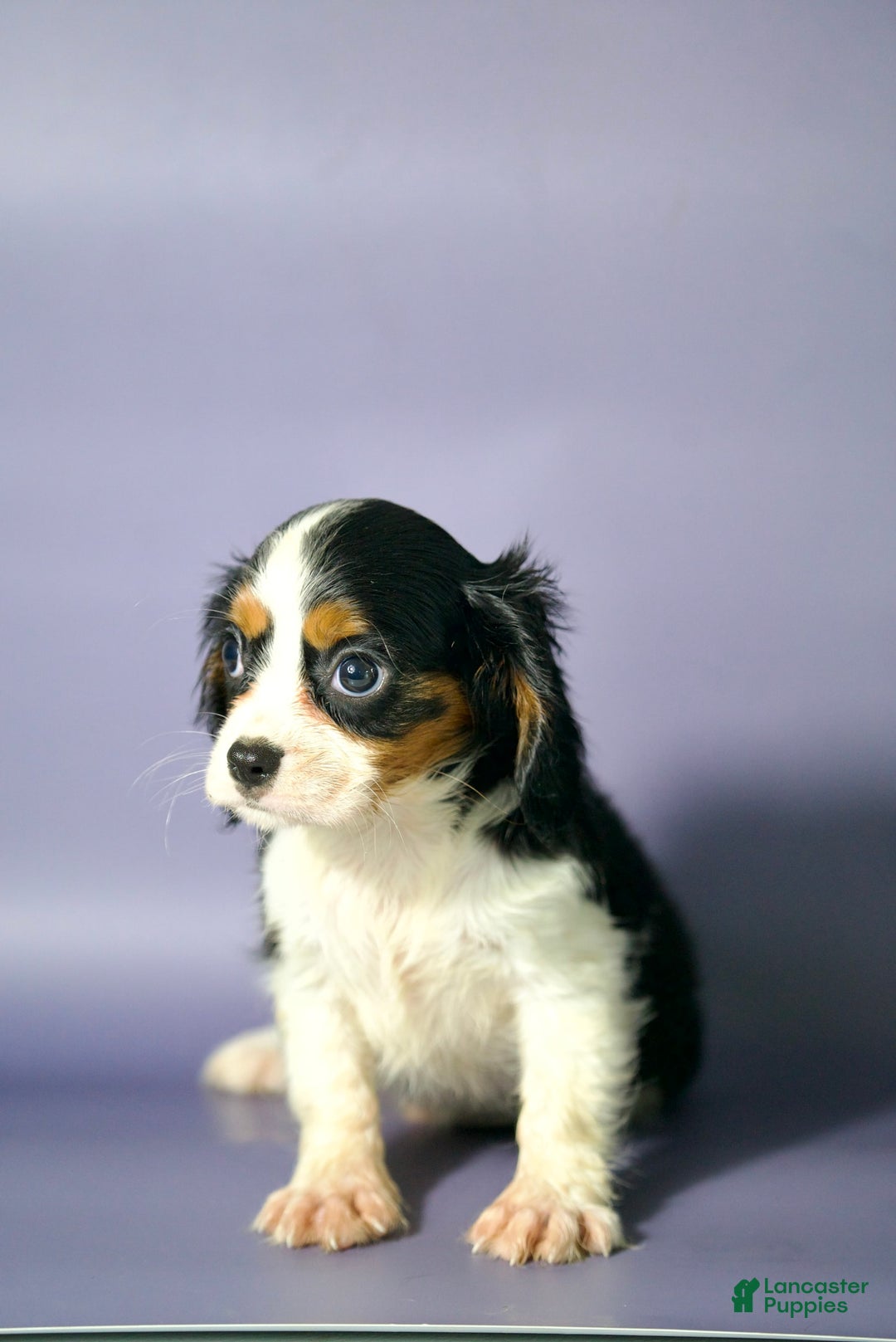 Cavalier King Charles Spaniel dogs for sale: Cavalier King Charles Spaniel 3 puppies - Image 3
