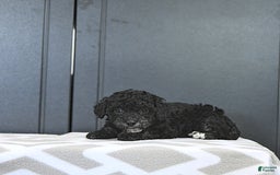 Miniature Poodle dogs for sale: Tessa Extra Small - Image 5