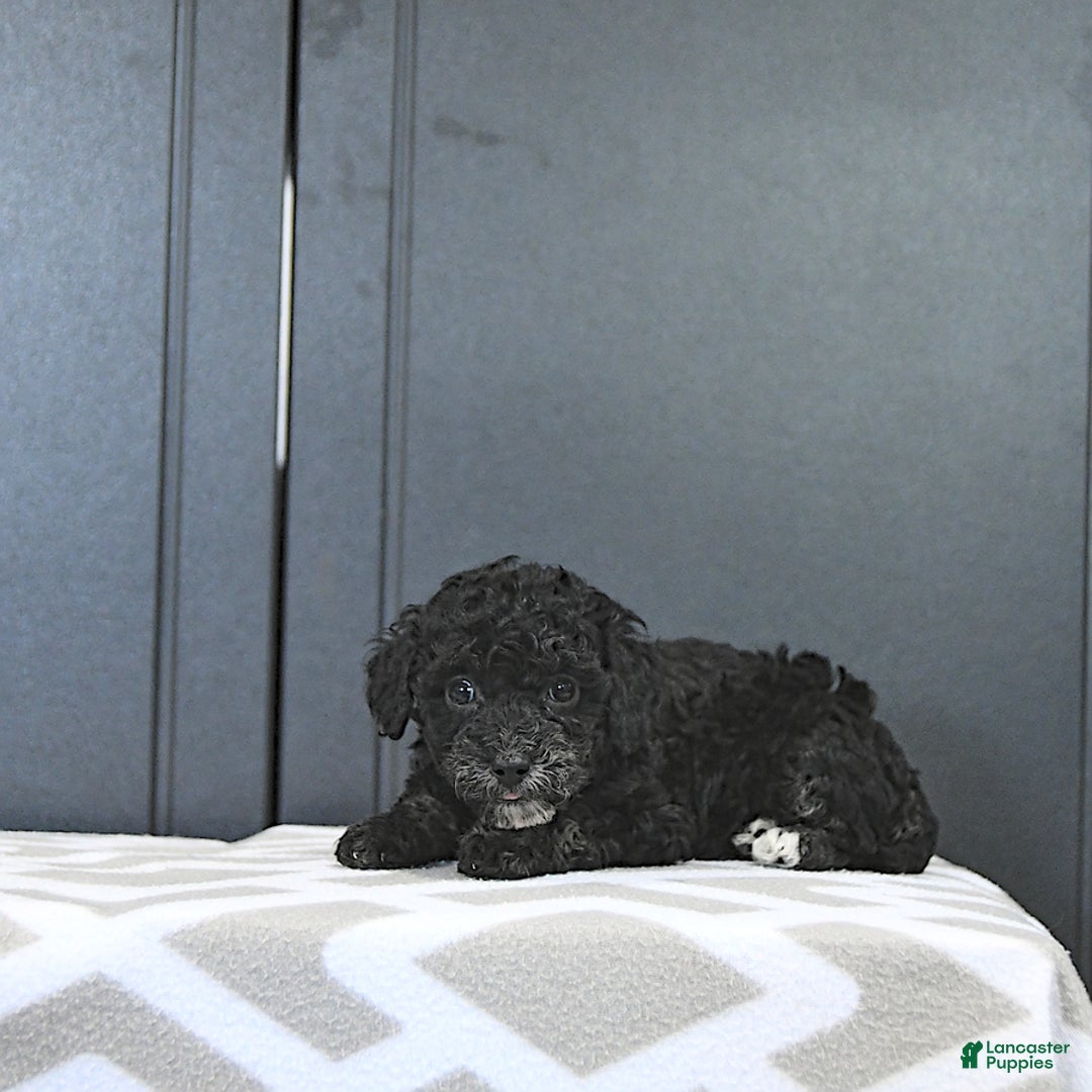 Miniature Poodle dogs for sale: Tessa Extra Small - Image 5