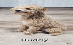 Cavapoo dogs for sale: Ted - Image 7