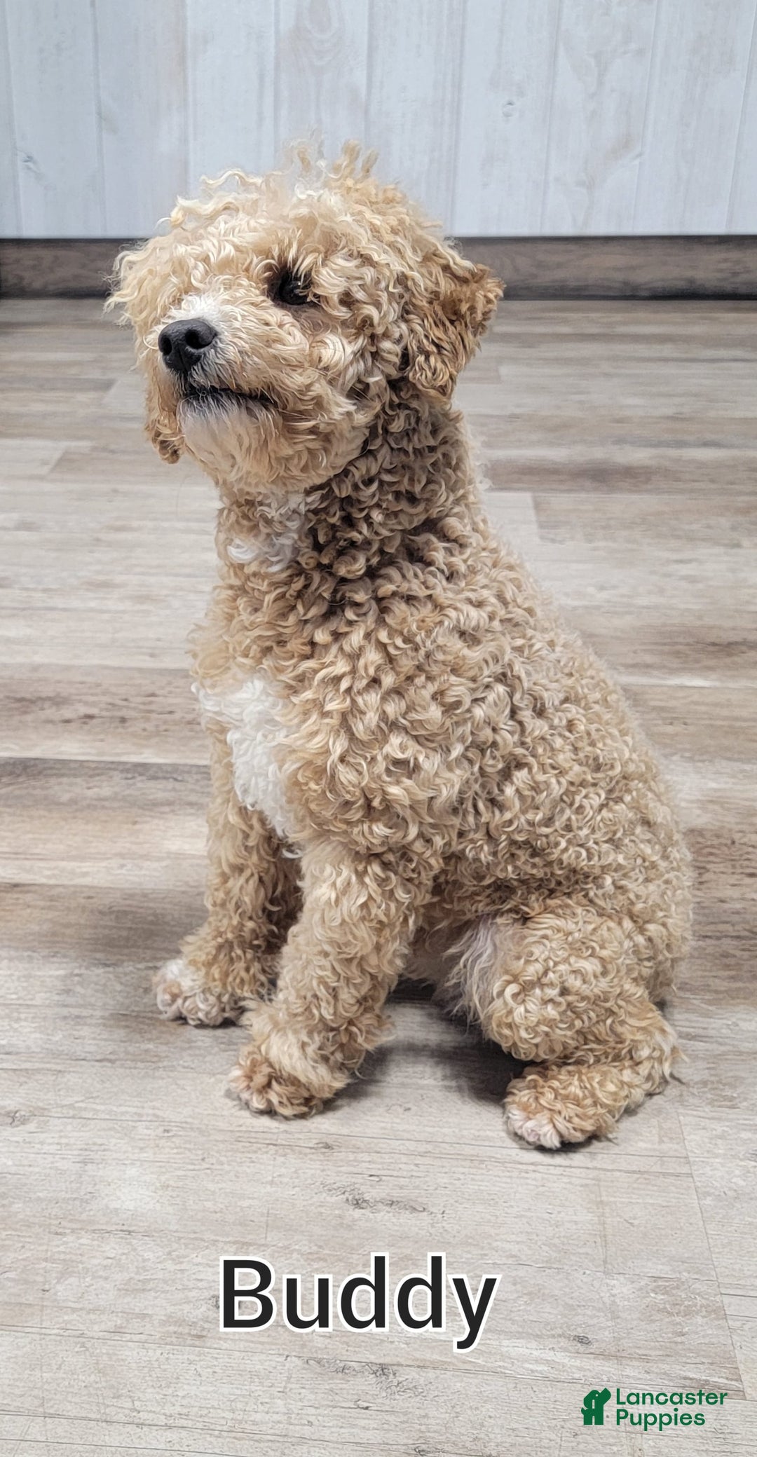Cavapoo dogs for sale: Ted - Image 7