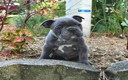 Frenchton dogs for sale: Rocky - Image 3