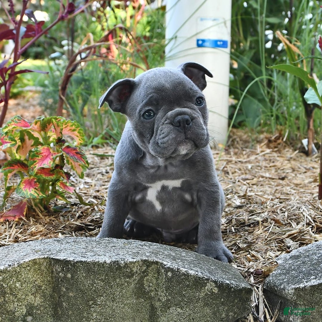 Frenchton dogs for sale: Rocky - Image 3