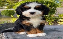 Mini Bernedoodle dogs for sale: 💙 Boston Ma 💙 Mini Bernedoodle - Image 18