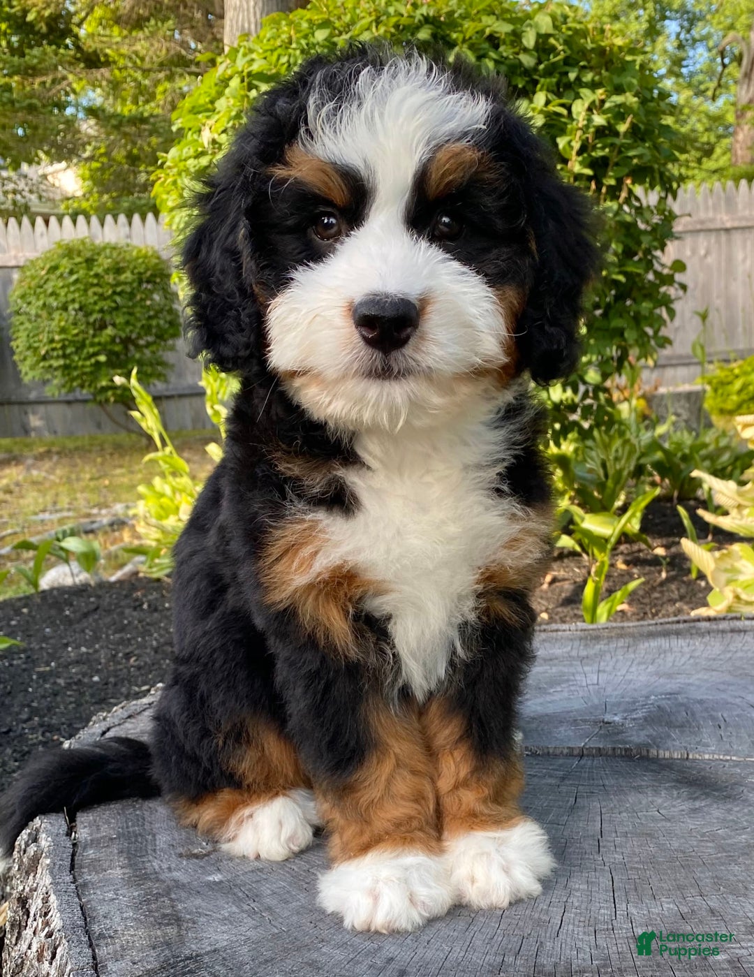 Mini Bernedoodle dogs for sale: 💙 Boston Ma 💙 Mini Bernedoodle - Image 18