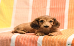 Dachshund dogs for sale: Katie - Image 3