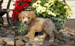 Bichpoo dogs for sale: Gracie - Image 2