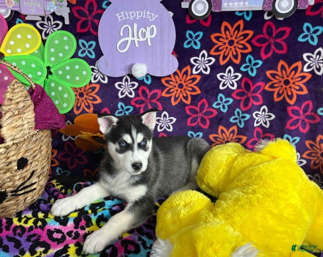 Siberian Husky dogs for sale: Duke - Image 2