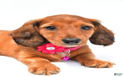 Miniature Dachshund dogs for sale: Ivory - Image 4