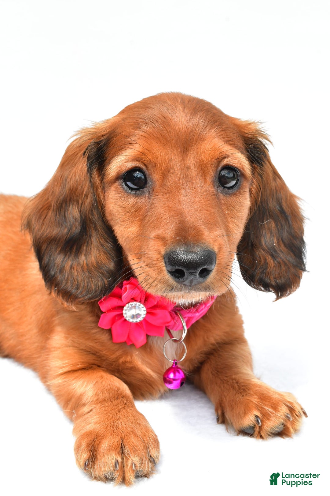 Miniature Dachshund dogs for sale: Ivory - Image 4