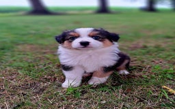 Australian Shepherd dogs for sale: Nate - Image 3