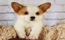 Welsh Corgi Pembroke dogs for sale: Welsh Corgi (Pembroke) 5 puppies - Image 3