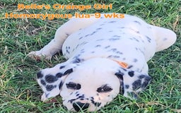 Dalmatian dogs for sale: Belles Orange Lua Girl - Image 4
