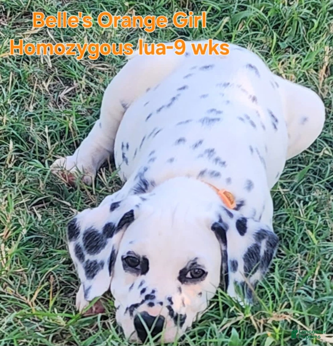 Dalmatian dogs for sale: Belles Orange Lua Girl - Image 4