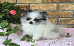 Pomeranian dogs for sale: Sparkle - Image 7