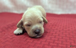 Cockapoo dogs for sale: Magnus - Image 16