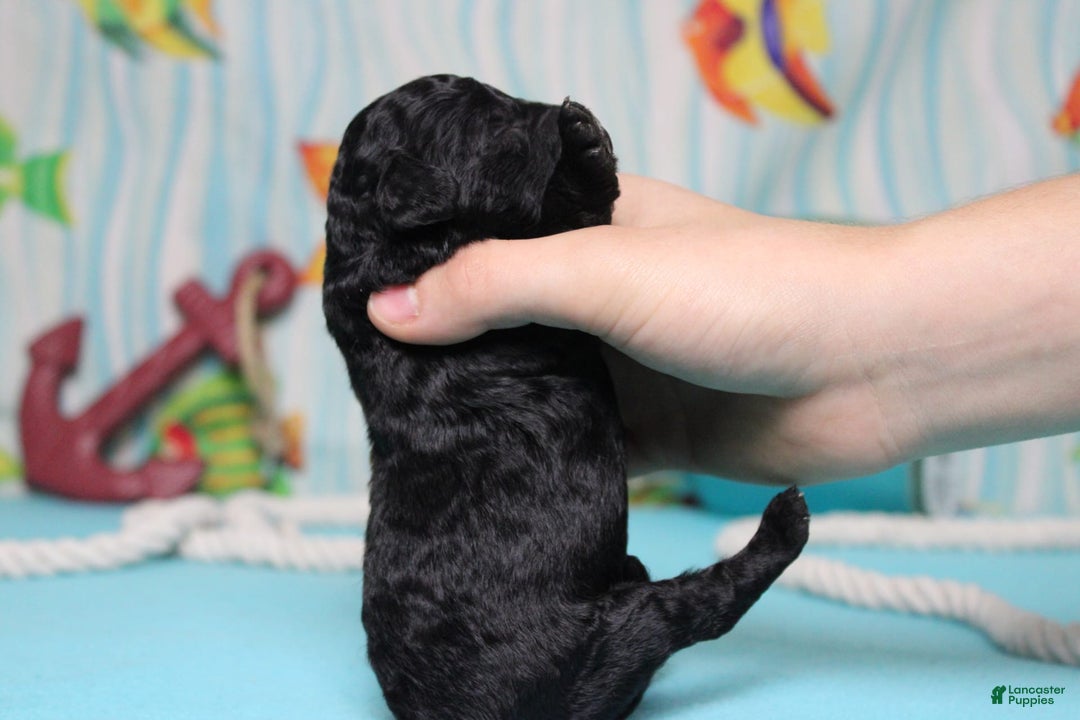 Mini Bernedoodle dogs for sale: Peter - Image 5