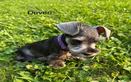 Miniature Schnauzer dogs for sale: Miniature Schnauzer 6 puppies - Image 6