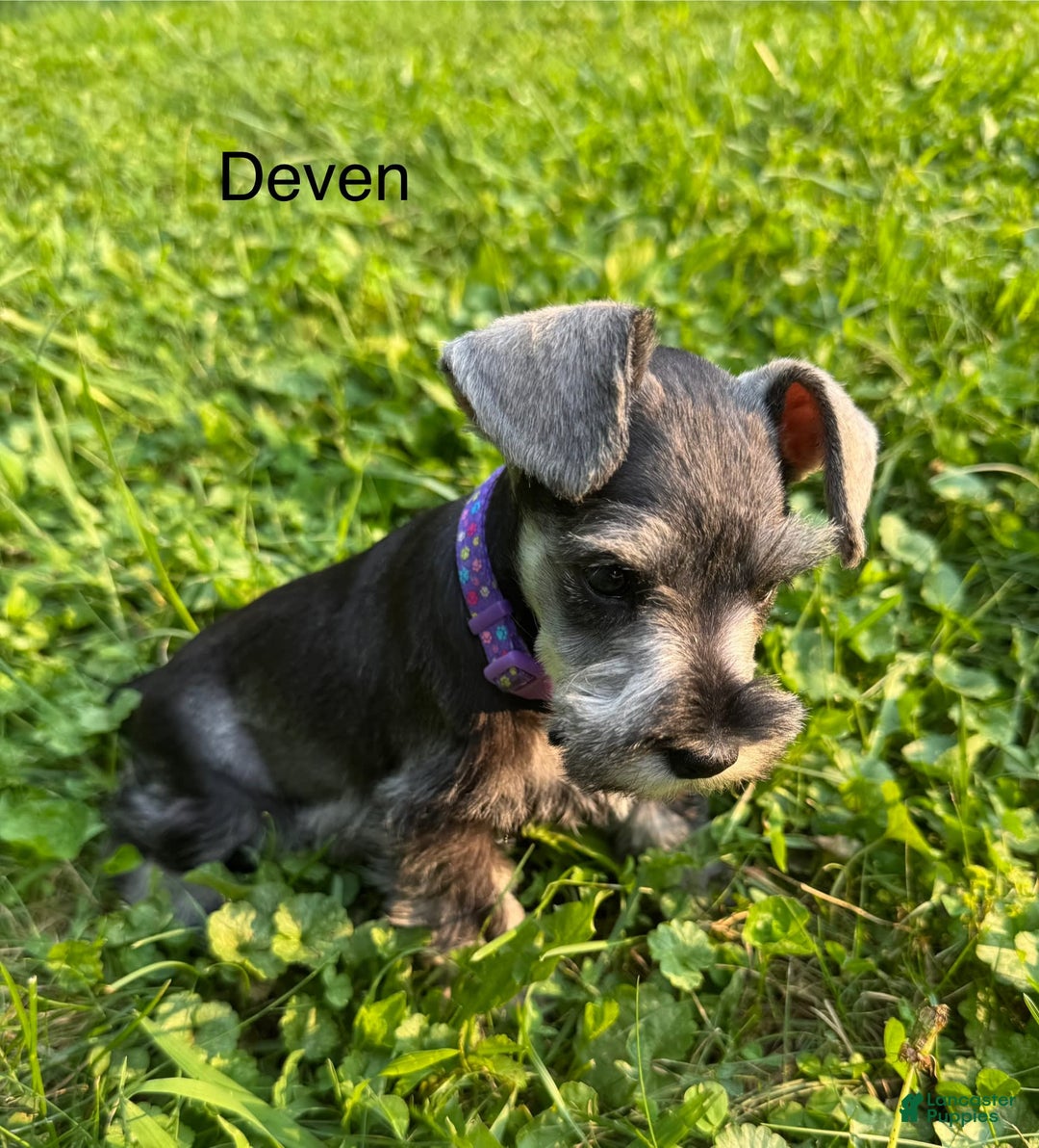 Miniature Schnauzer dogs for sale: Miniature Schnauzer 6 puppies - Image 6