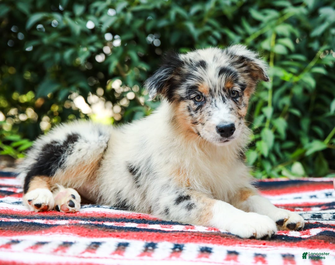 Australian Shepherd dogs for sale: Georgia - Image 12