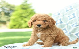 Cockapoo dogs for sale: Kiwi - Image 3