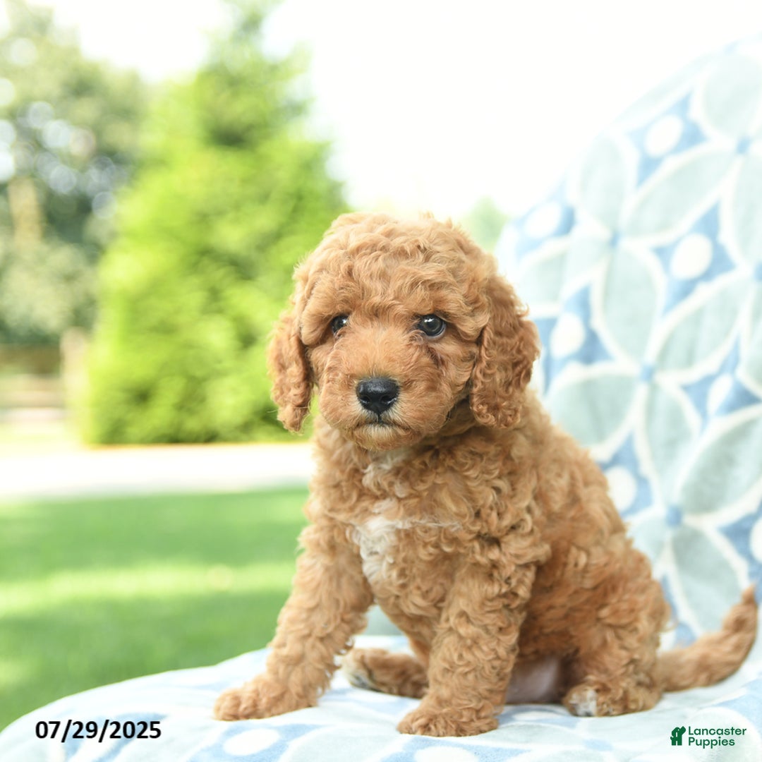 Cockapoo dogs for sale: Kiwi - Image 3
