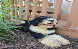 Bernedoodle dogs for sale: Candy - Image 2