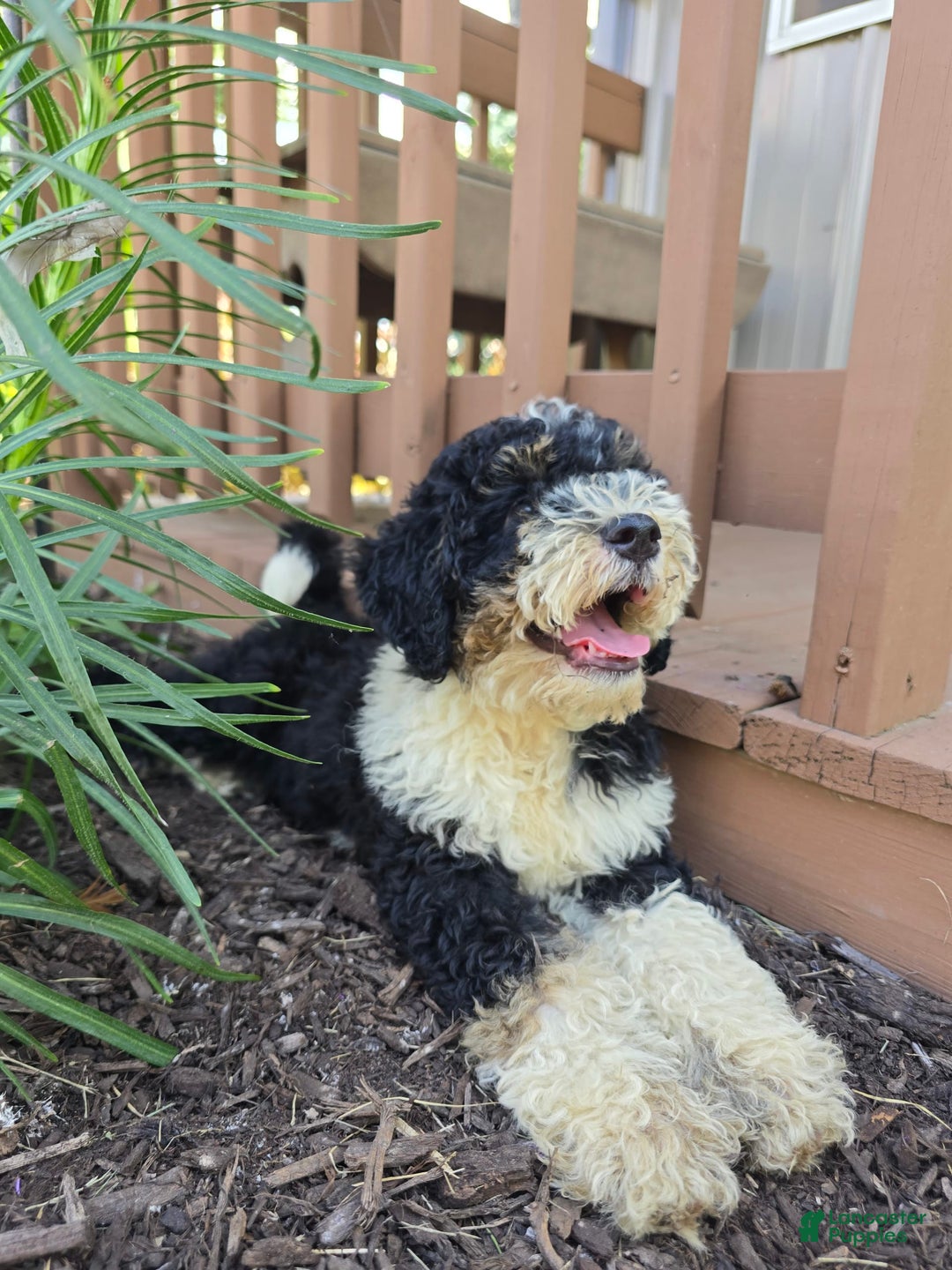 Bernedoodle dogs for sale: Candy - Image 2
