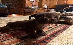 Miniature Schnauzer dogs for sale: Chocolate Chip - Image 1