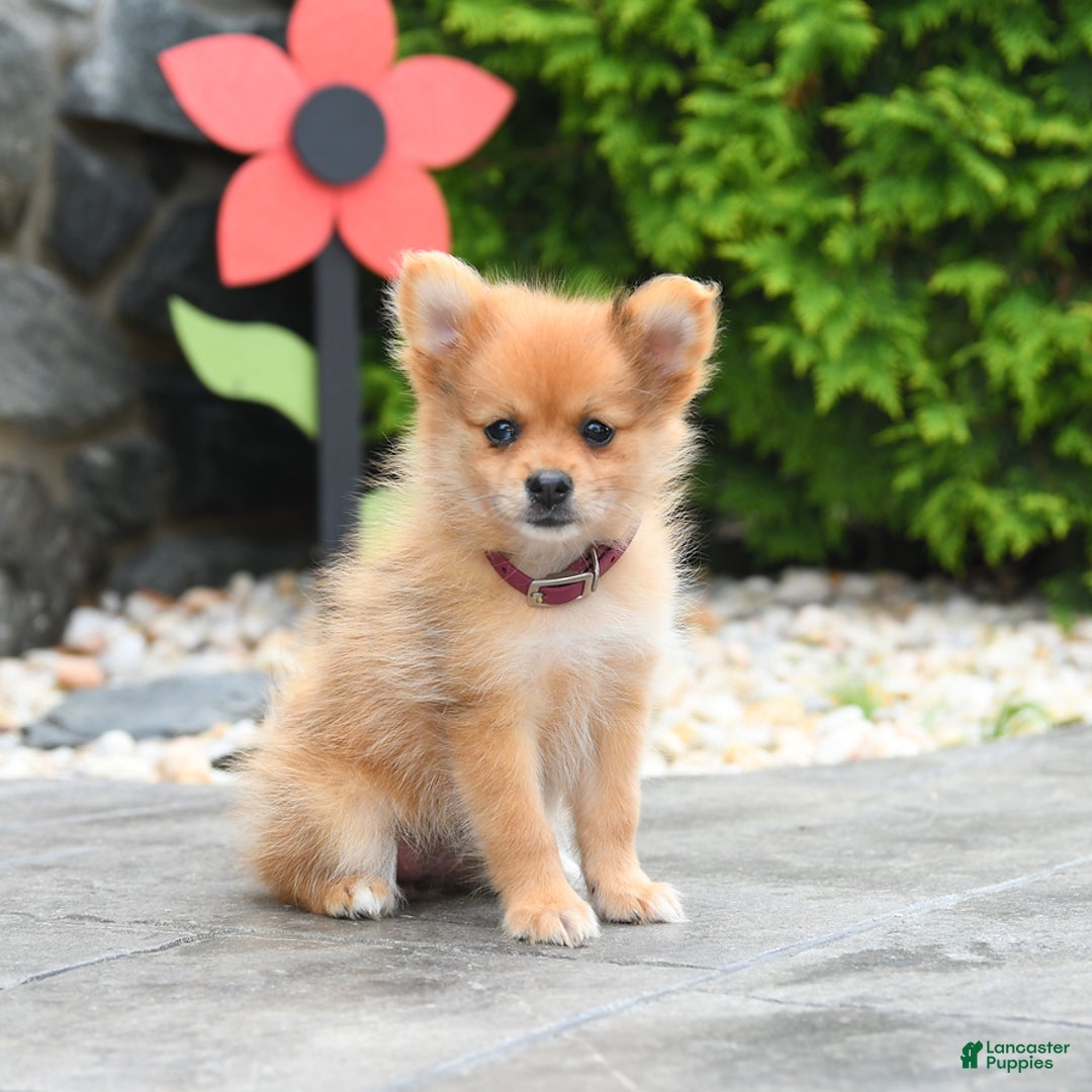 Pomeranian dogs for sale: Aspen - Image 1